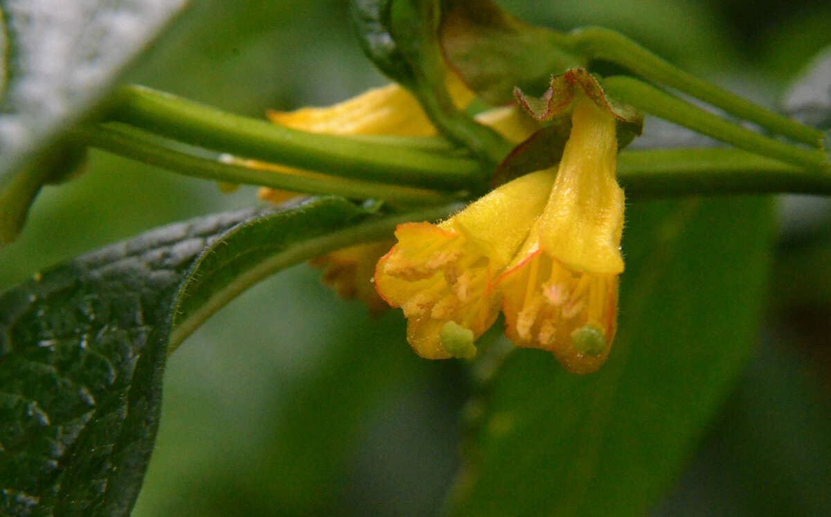 Image of twinberry honeysuckle