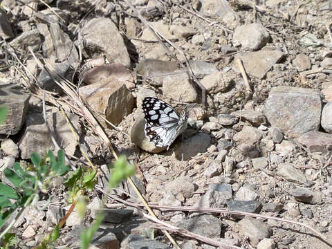 Image of Melanargia ines Hoffmannsegg 1804