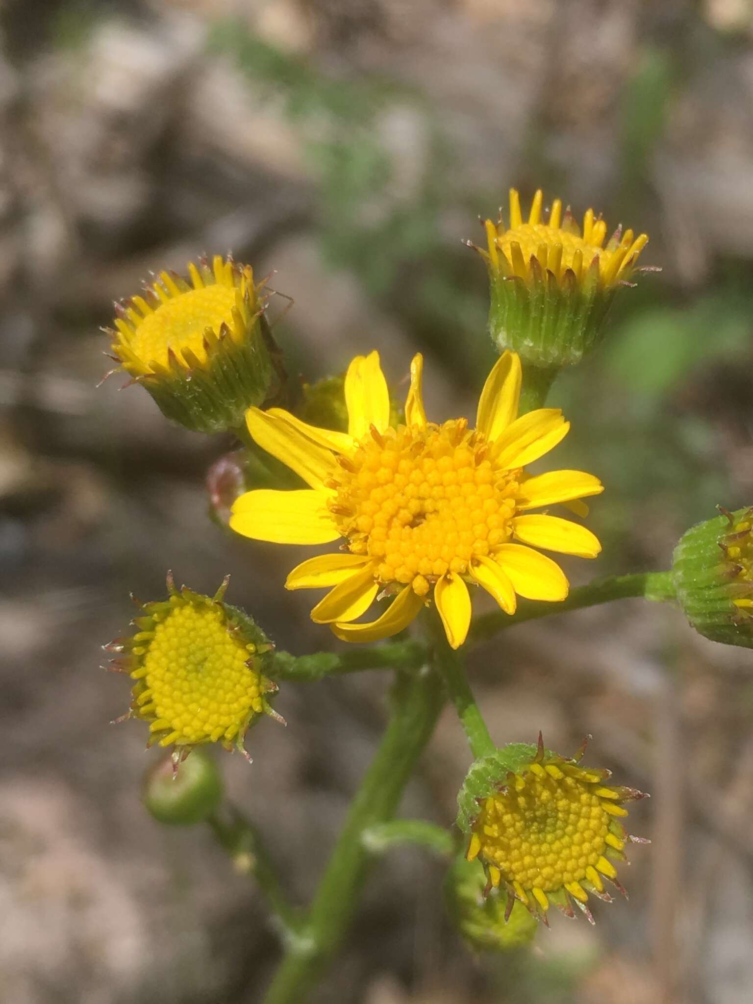 Image of Hart's Groundsel