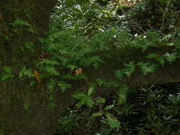 Polypodium cambricum L.的圖片