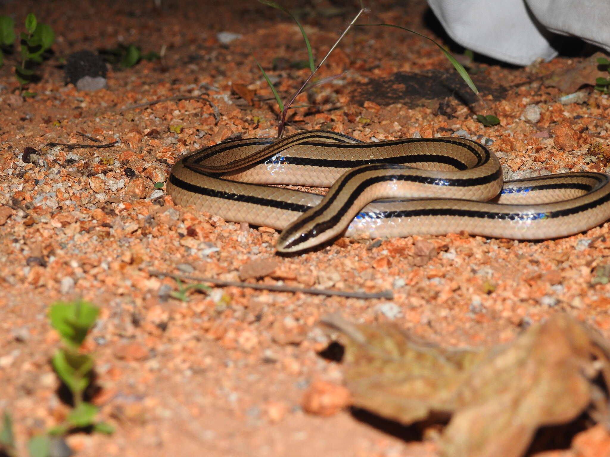 Image of Striped Road Guarder