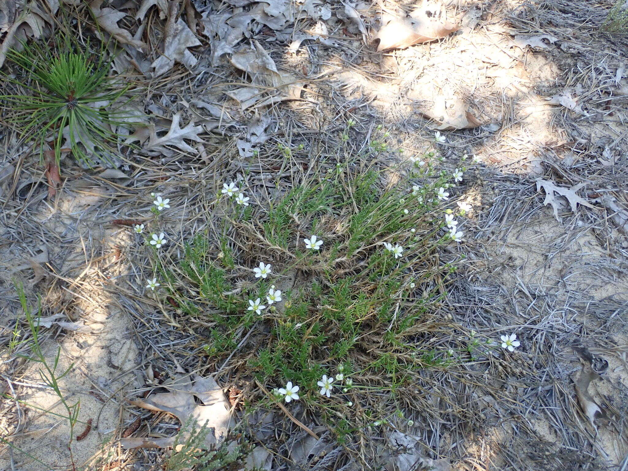 Plancia ëd Mononeuria caroliniana (Walter) Dillenb. & Rabeler