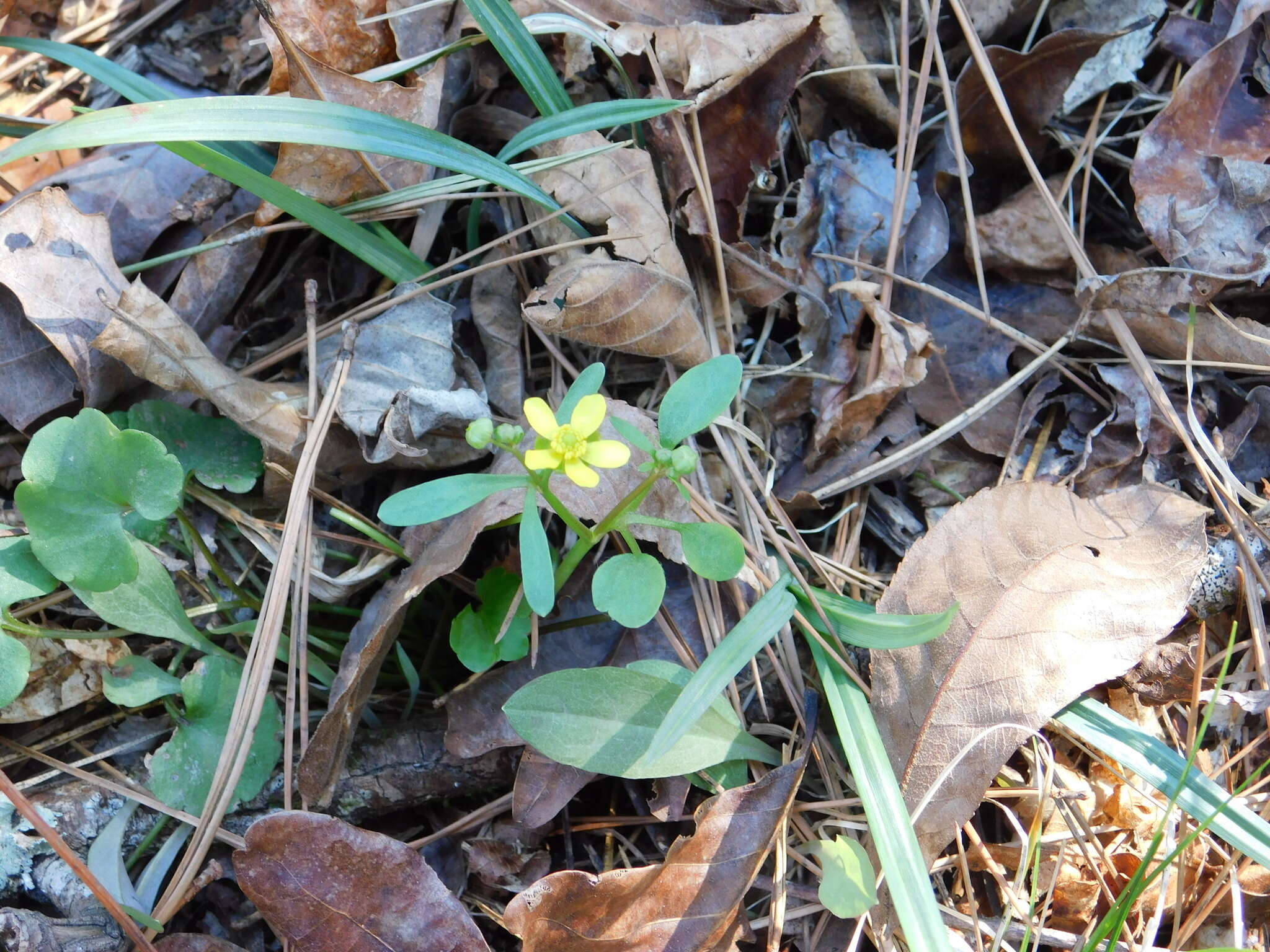 Ranunculus harveyi (A. Gray) Greene的圖片