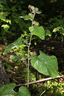 Image of Arctium nemorosum Lej.