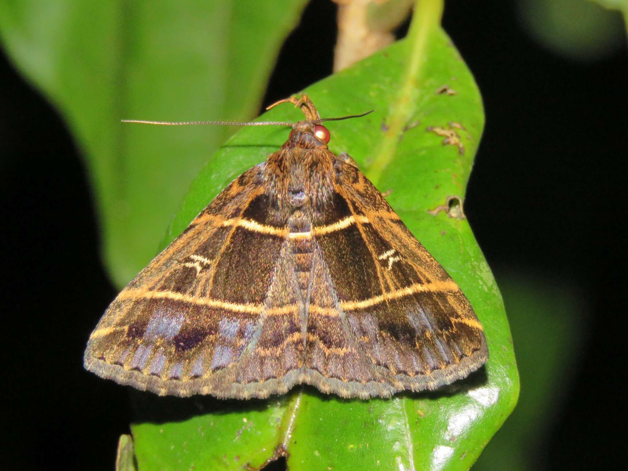 Image of Bertula delosticha Swinhoe 1906