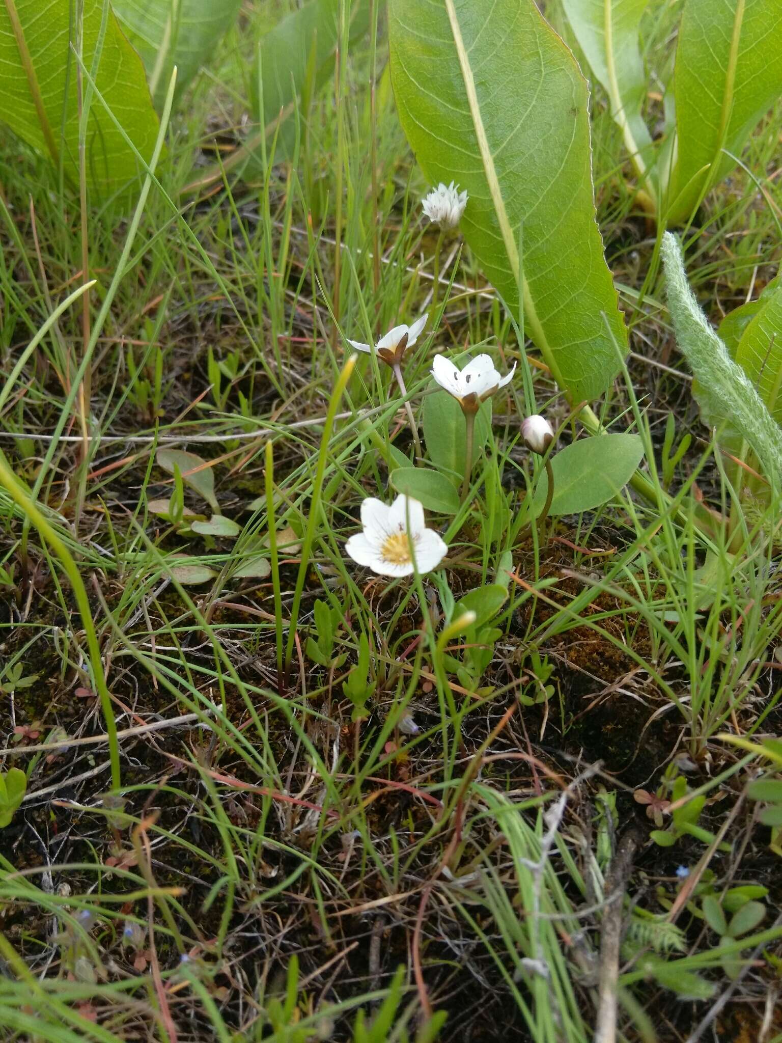 Слика од Hesperochiron pumilus (Griseb.) Porter