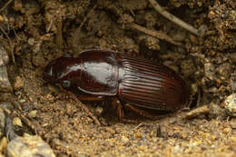 Image of Harpalus (Pseudoophonus) faunus Say 1823