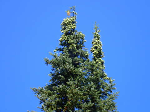 Image of Bristlecone Fir