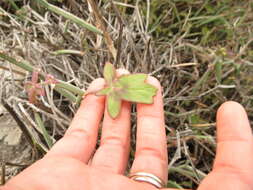 Image of Pelargonium tetragonum (L. fil.) L'Her.