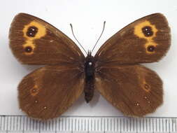 Image of Erebia niphonica Janson 1877