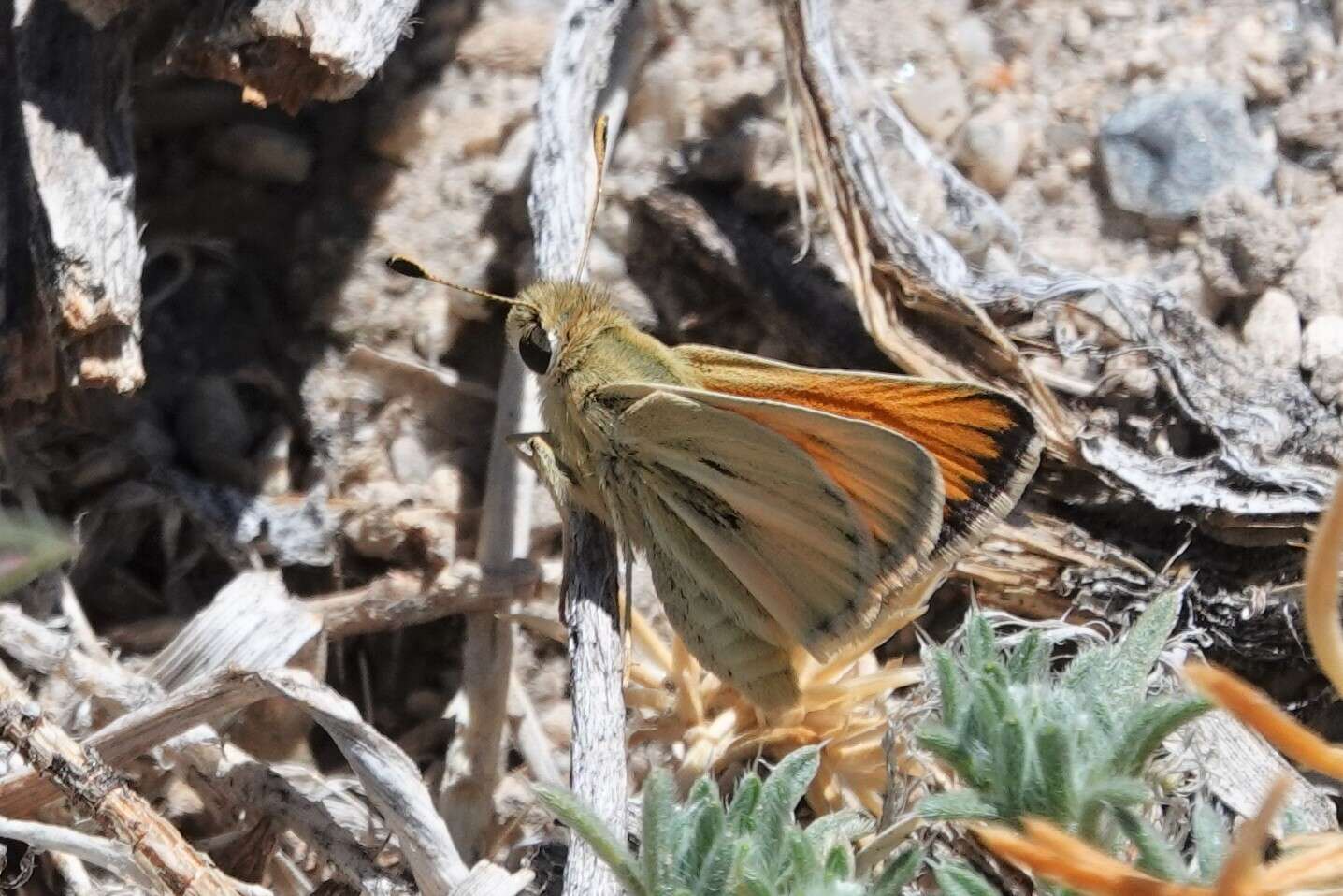 صورة Pseudocopaeodes eunus Edwards 1881