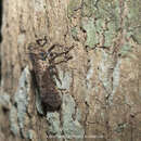 Image of Polydictya chantrainei Nagai & Porion 2004