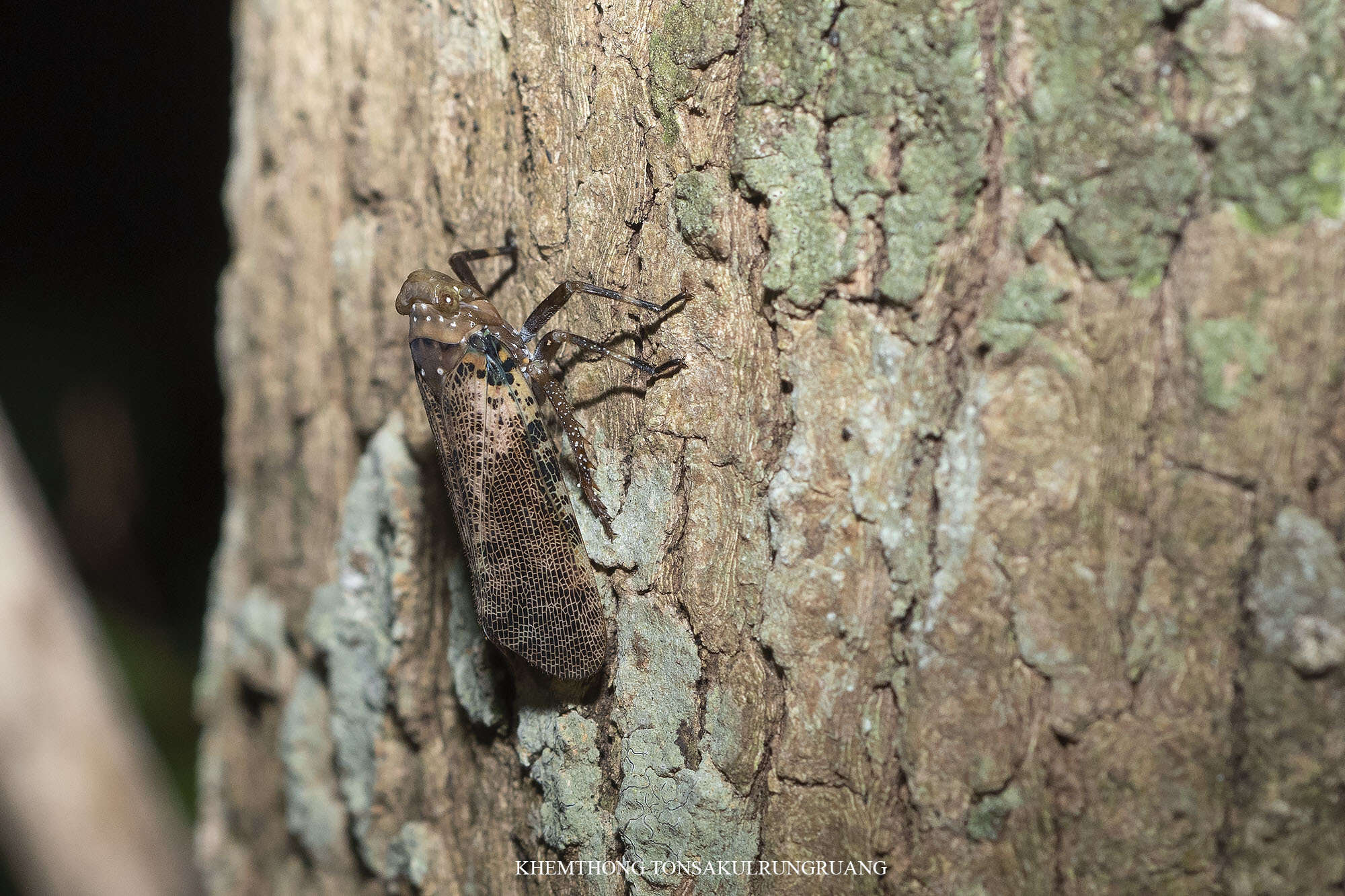 Image of Polydictya chantrainei Nagai & Porion 2004