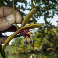 Cymbidium finlaysonianum Lindl.的圖片