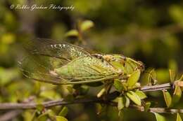 Image of Lane's cicada