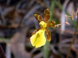 Image of Oncidium graminifolium (Lindl.) Lindl.