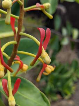 Image of Souroubea guianensis Aubl.