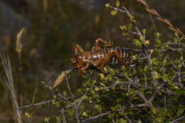 Image of Hemideina ricta Hutton 1896