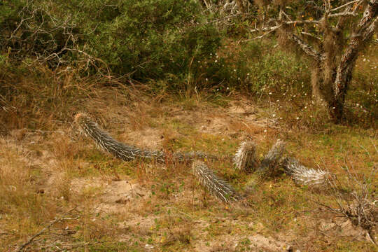 Image de Stenocereus eruca (Brandegee) A. C. Gibson & K. E. Horak