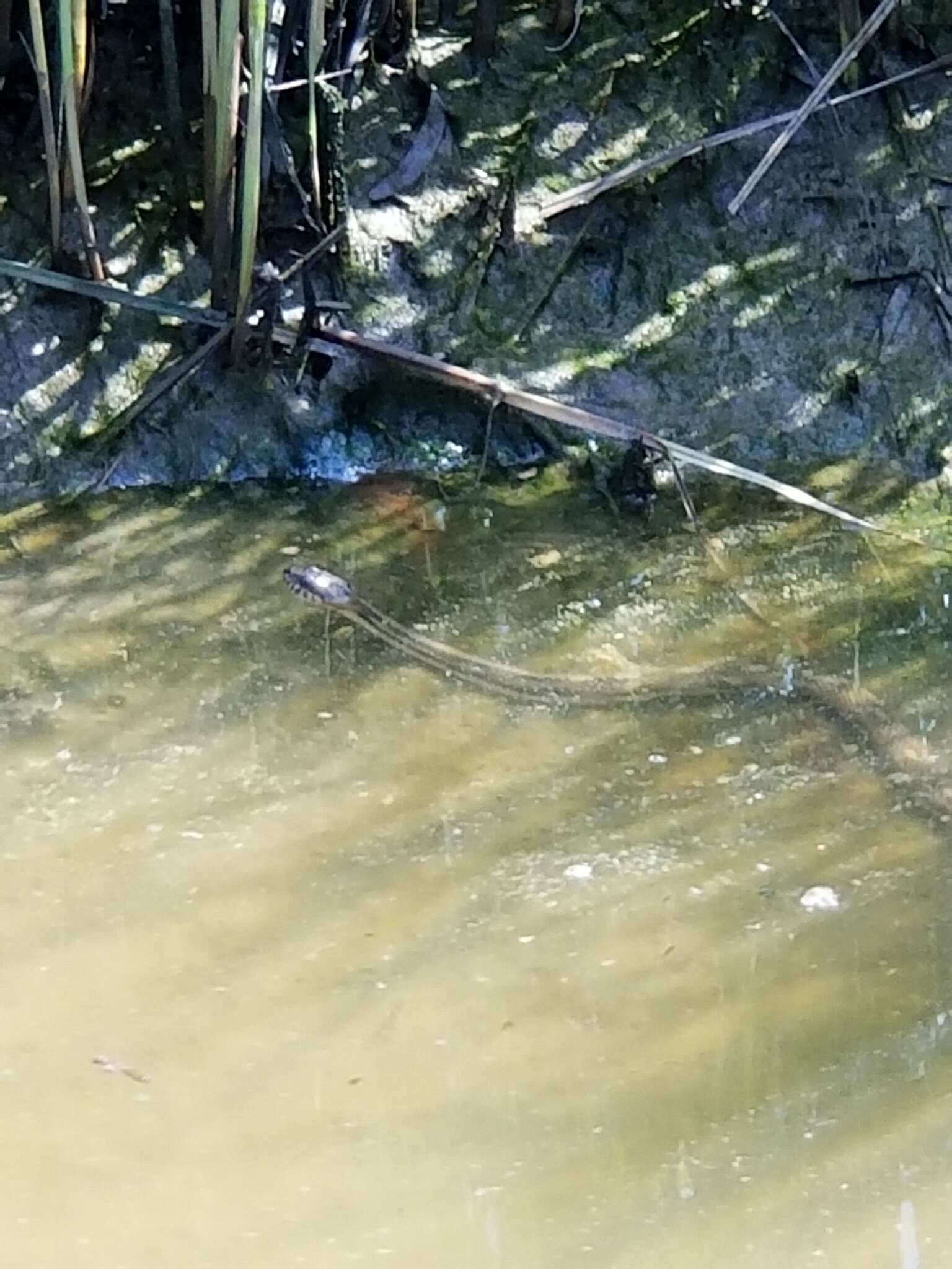 Image of Atlantic Salt Marsh Snake