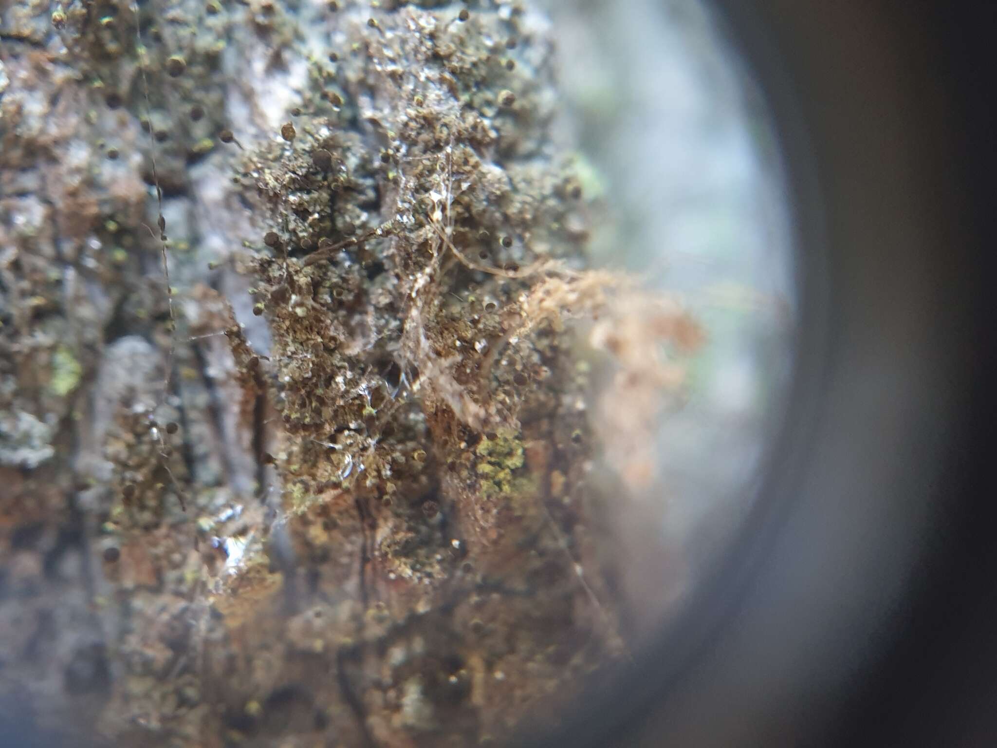 Image of needle lichen