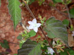 Image of Jacquemontia paniculata (Burm. fil.) Hall. fil.