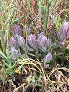 Image of Pt. Reyes bird's-beak