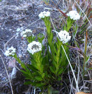 Phlebolobium的圖片