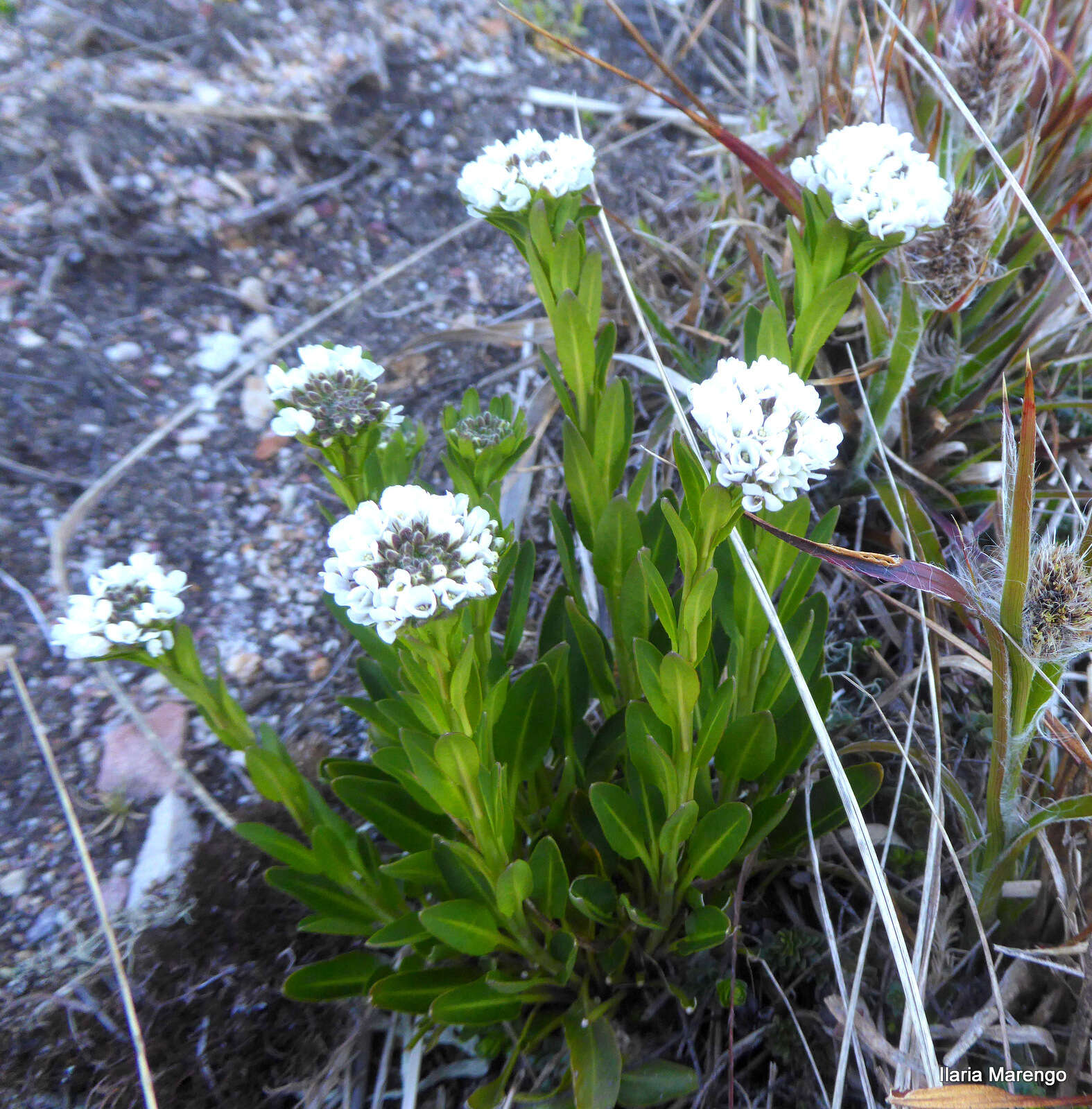 Phlebolobium的圖片