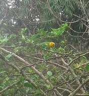 Image of Saffron-headed Parrot