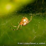 Image of Theridion zonulatum Thorell 1890