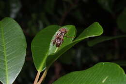 Image of Polistes stigma townsvillensis Giordani Soika 1975