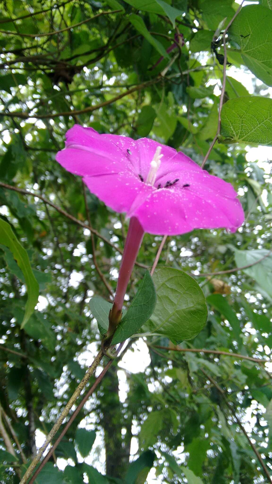 Image of Ipomoea dumosa (Benth.) L. O. Wms.