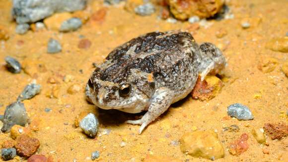 Image of Günther’s Toadlet