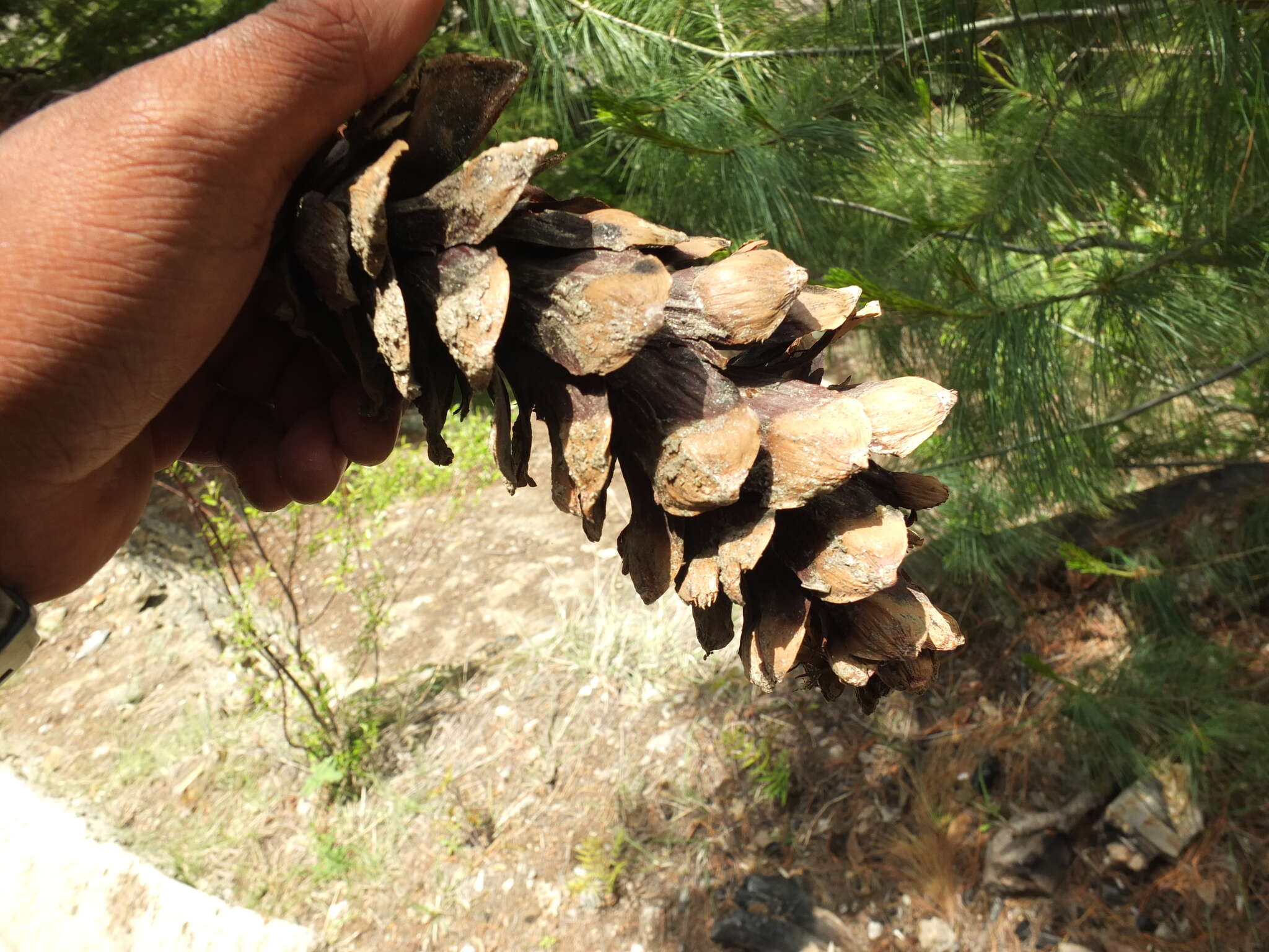 Image of Bhutan Pine