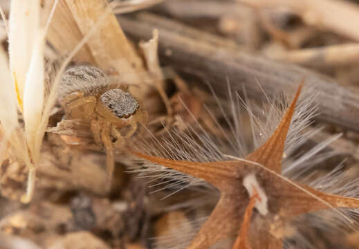 Слика од Euophrys herbigrada (Simon 1871)