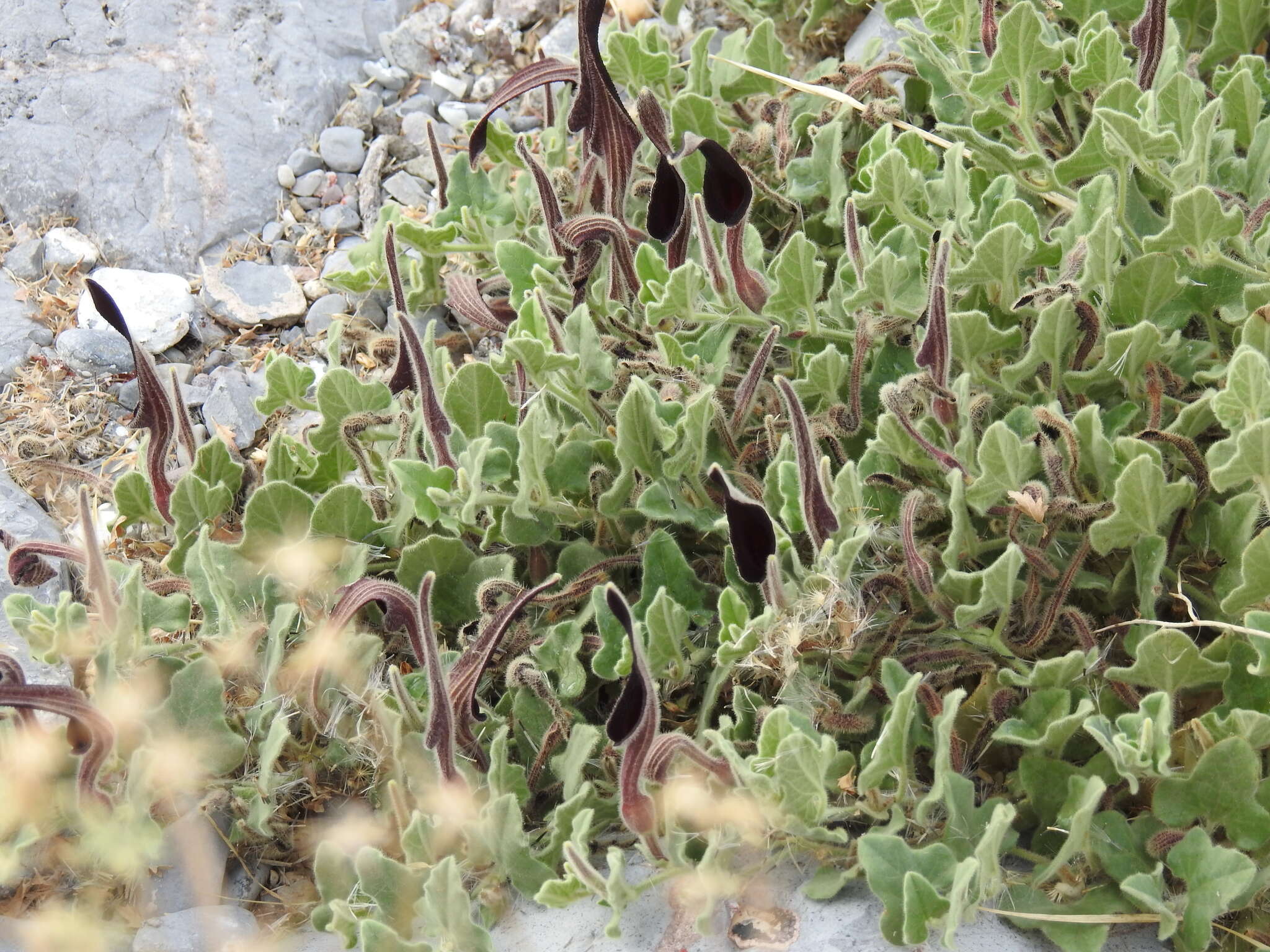 Image de Aristolochia wrightii Seem.