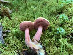 Imagem de Chalciporus rubinellus (Peck) Singer 1973