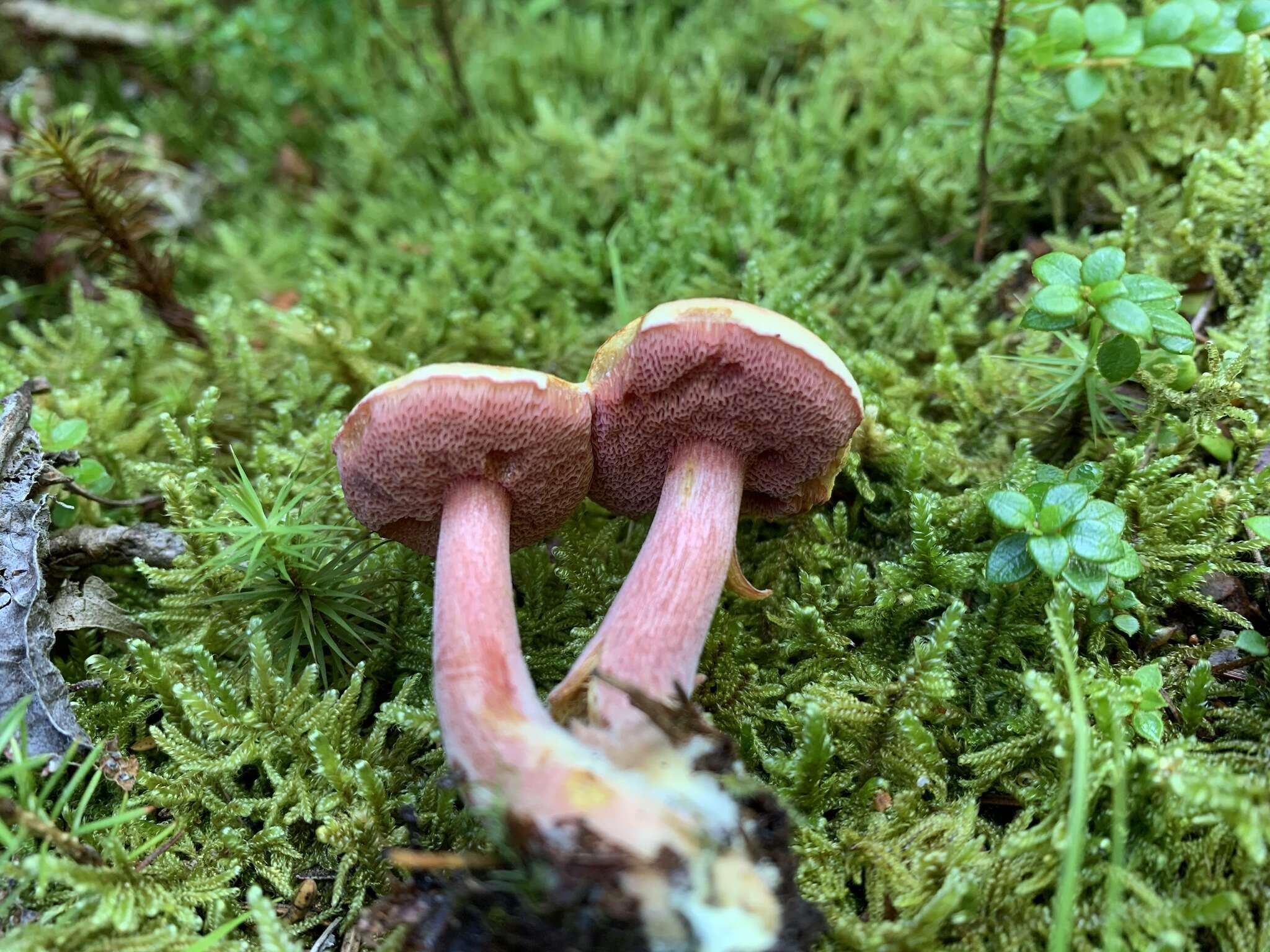 Imagem de Chalciporus rubinellus (Peck) Singer 1973