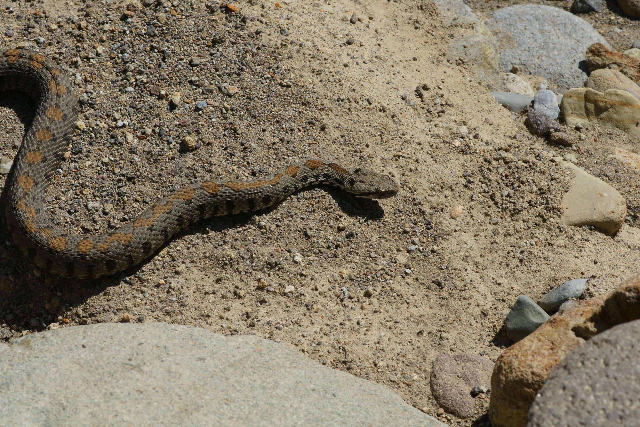 Image of Armenian Viper