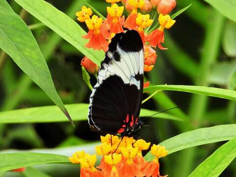 Image of Heliconius sapho leuce Doubleday (1847)