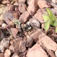 Image of Habronattus schlingeri (Griswold 1979)