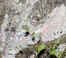 Image of Brickellia subuligera (Schau.) B. L. Turner