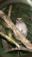 Image of Puerto Rican Owl