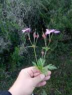 Image of Geranium atlanticum Boiss.