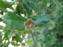 Image of Matelea crassifolia (Standl.) R. E. Woodson