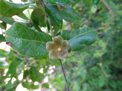 Слика од Matelea crassifolia (Standl.) R. E. Woodson