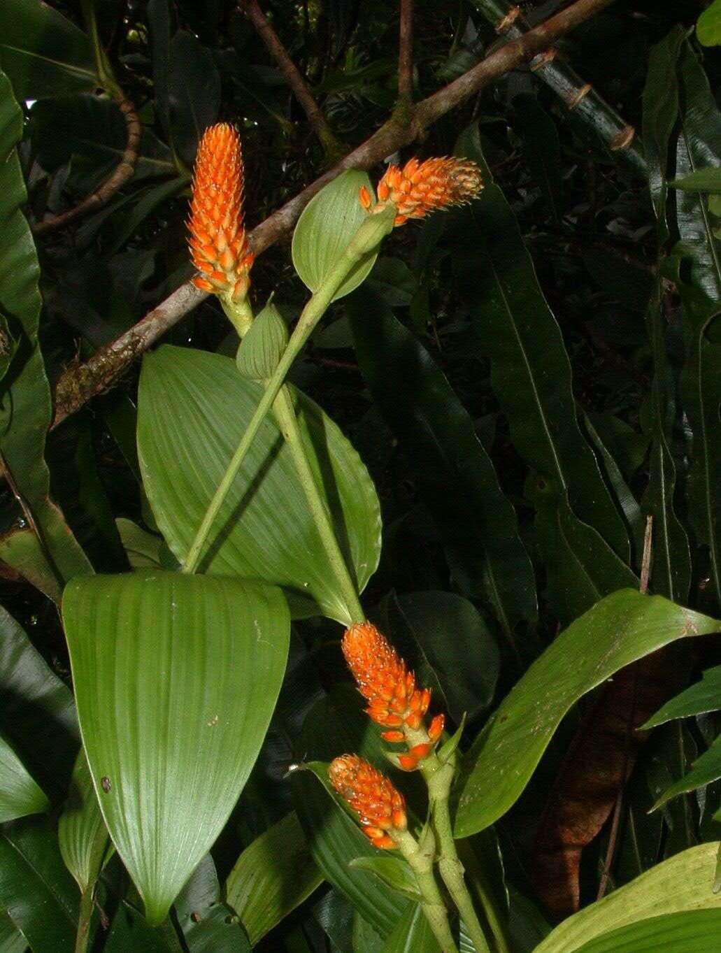 Imagem de Elleanthus hymenophorus (Rchb. fil.) Rchb. fil.