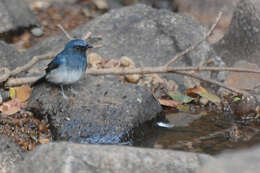 Image of White-bellied Blue Flycatcher