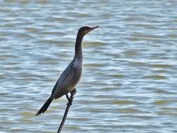 Image of Neotropic Cormorant